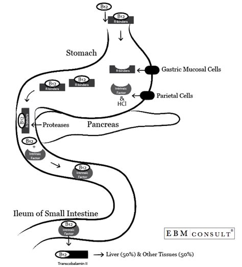 The Mechanism of Absorption of Vitamin B12 (cobalamin) in the GI Tract