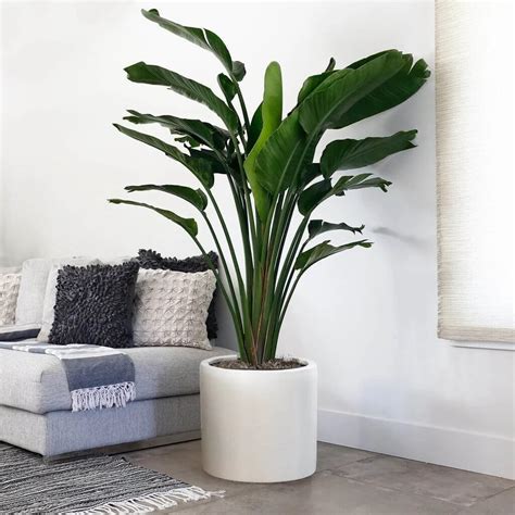 11 Best Large Indoor Plants To Change Your Home Environment | Large ...