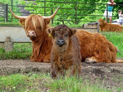 Highland Cow with Calf in Pollok Park, Glasgow