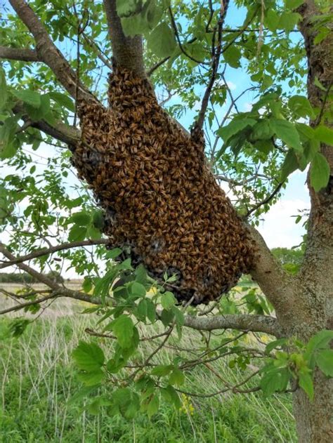 What should I do if I find a swarm of bees? - Pollinators & Pollination