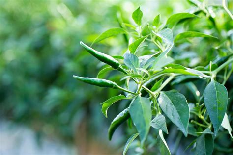 Chilli Tree Stock Photos, Images and Backgrounds for Free Download