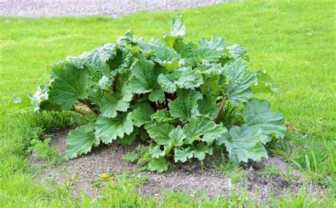 Growing Rhubarb in the Home Garden - Attainable Sustainable®