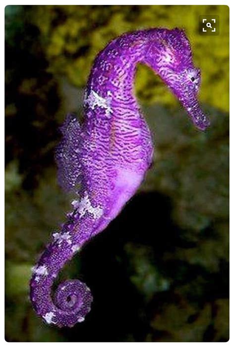 Pin by María Rodríguez on ALGO💜VIOLETA | Seahorse, Beautiful sea ...