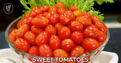 35+ sweet tomatoes 🍅 🍬 Dive into a world of flavorful and sugary varieties