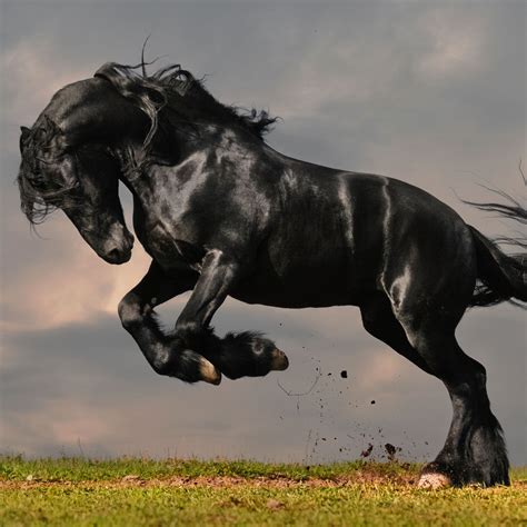 35+ Black horse images hd info | smallhorsestabledesigns