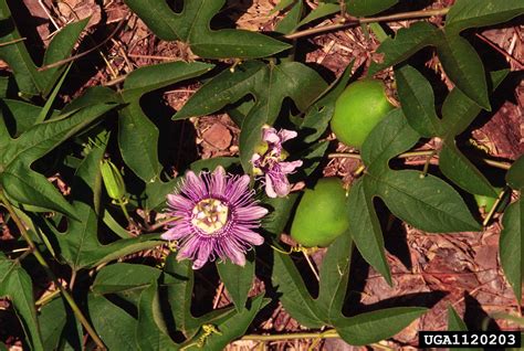 maypop passionflower (Passiflora incarnata)