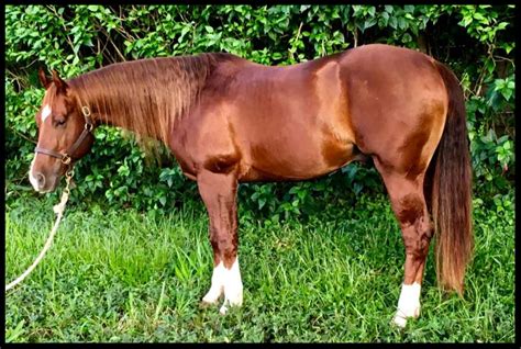 Quarter Horse Breeding Stud — Hacienda Las Imagenes - Costa Rica