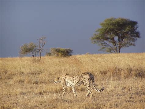 Cheetah Habitat Pictures