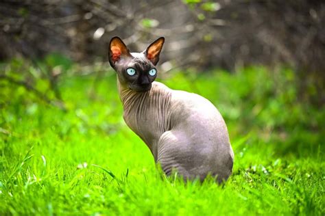 Grey Sphynx Cat: Facts, Genetics & FAQs (With Pictures)