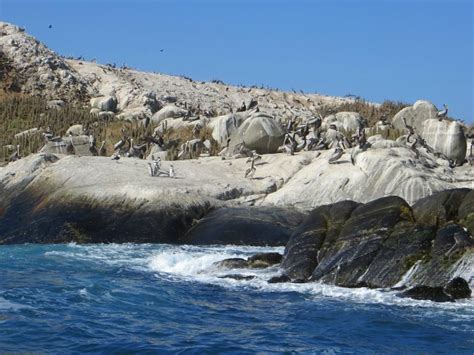 Isla Los Pinguinos Cachagua (Zapallar, Chile): Top Tips Before You Go ...