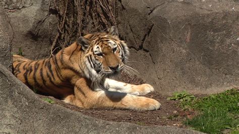 What it’s like at the Brookfield Zoo now that there’s a stay-at-home ...