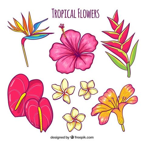 Download Hand Drawn Tropical Flower Set for free | Hawaii flowers drawing, Tropical flowers ...