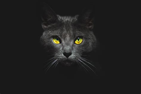 HD wallpaper: black cat wallpaper, eyes, look, face, black background, Kote | Cat background ...