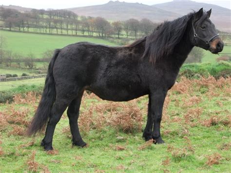 About the Breed – Dartmoor Pony Society