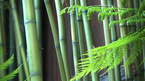 Zen Garden - Bamboo- Mindfulness, Calming, Relaxation (Nature sounds only...no music) - YouTube