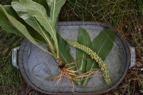 When to harvest mullein flowers, leaves, and roots | indie herbalist