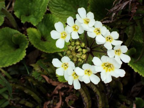 5 White Native Flowers In New Zealand - New Zealand Nature Guy