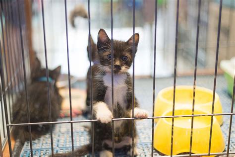 Dallas Bans the Sale of Dogs and Cats in Pet Stores