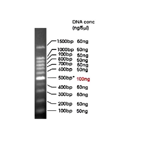 DNA Size Marker, 100 bp Ladders (100-1,500 bp), 02-420