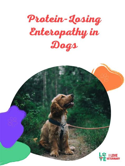 Protein-Losing Enteropathy in Dogs - I Love Veterinary - Blog for ...