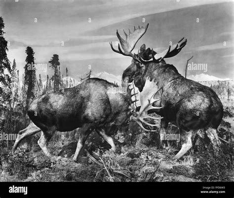 BULL MOOSE. /nTaxidermy examples of two bull moose fighting, at the American Museum of Natural ...