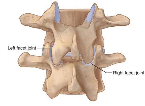 Exploring Facet Syndrome: How Chiropractic Care Can Offer Relief at Pittsburgh Physical Medicine ...