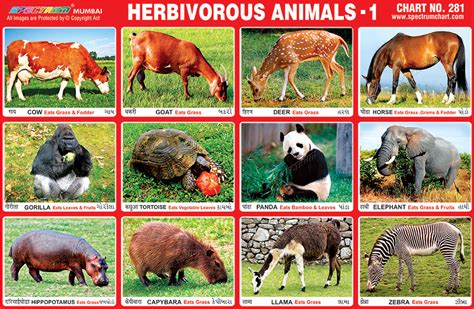 Spectrum Educational Charts: Chart 281 - Herbivorous Animals 1