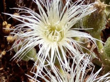 Ice Plant: Pictures, Flowers, Leaves & Identification ...