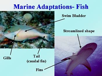 Adaptations for Marine Organisms