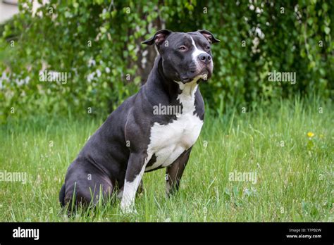 Black & white American Staffordshire Terrier sitting Stock Photo - Alamy