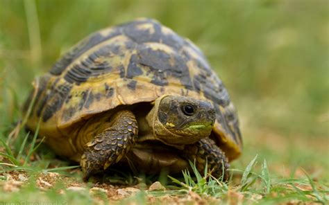 Sfondi : animali, natura, rettili, tartarughe, Tartaruga, rettile ...