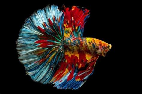 Betta Fish (Siamese Fighting Fish) Fish Facts | Betta splendens - AZ Animals