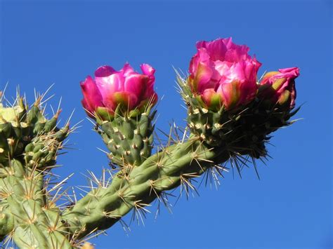 Wildflower Wanderings: Cholla Cactus