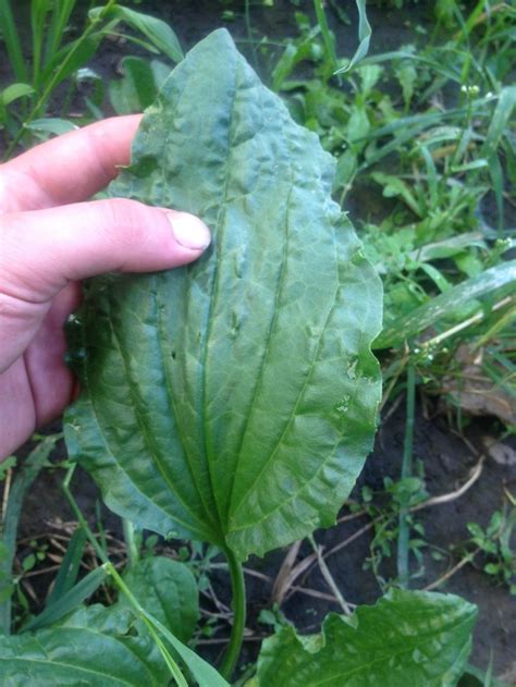 is this a tobacco plant? in the Plant ID forum - Garden.org