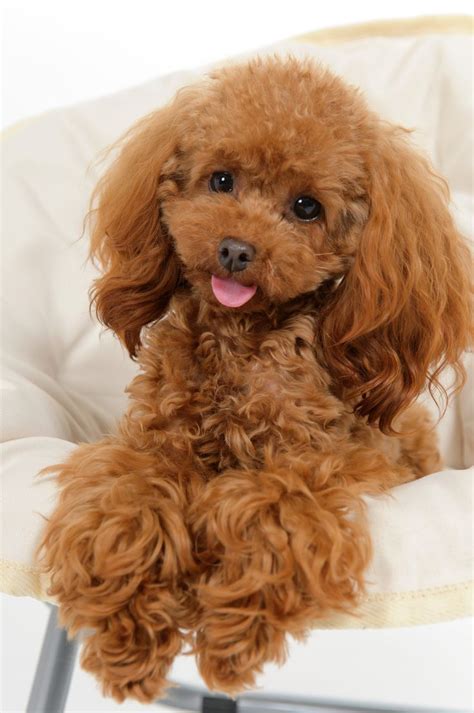 15 best Poodle Haircuts images on Pinterest | Poodles, Hair cut and ...