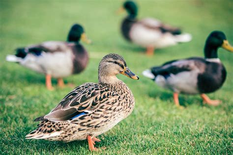 The Best Duck Breeds for Beginners - Weed 'em & Reap