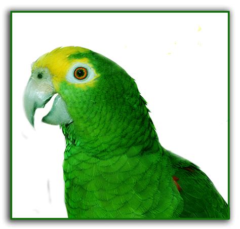 Download Animal Parrot Gif - Gif Abyss