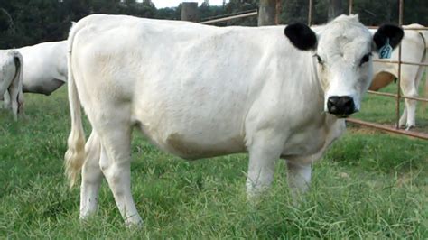 Images of a British White Cattle Herd in Southeast Texas - Lots of photos / images of the ...