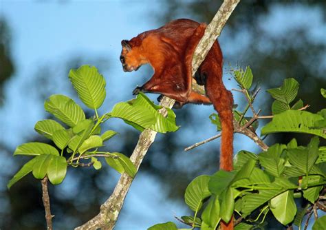 Red giant flying squirrel (Petaurista petaurista)