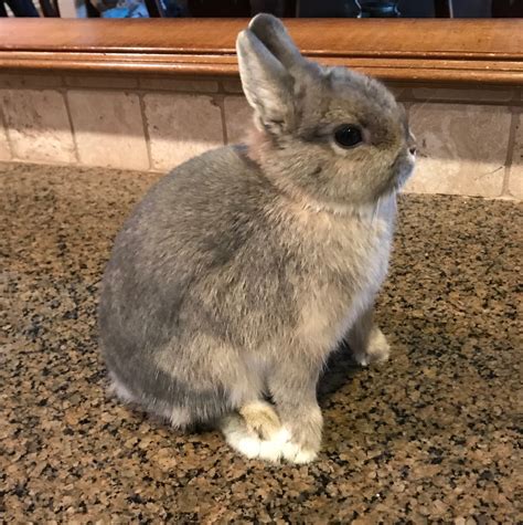 Netherland Dwarf rabbit Rabbits For Sale | McKinney, TX #292353