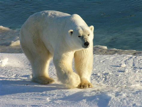 OSO POLAR: Origen, Características, Peligro De Extinción, y Mucho Más