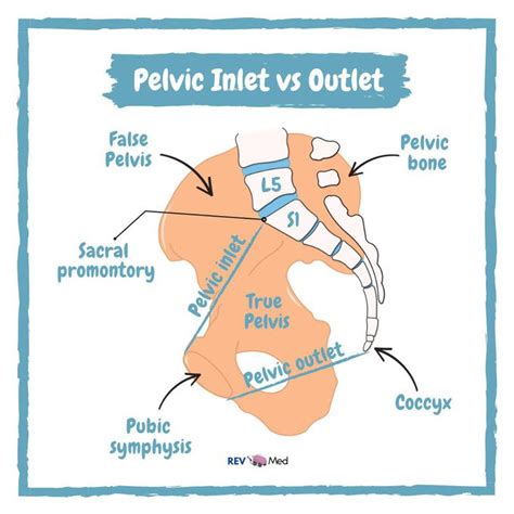 Pelvic Inlet vs Outlet - MEDizzy