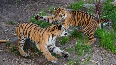 Bengal Tiger Cubs Images