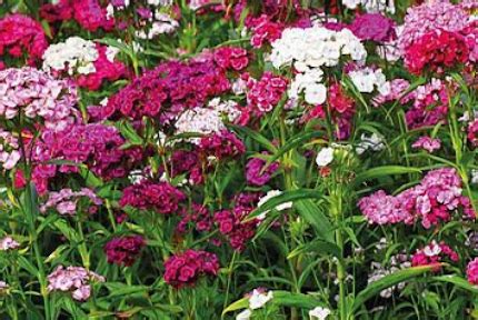 Sweet William Bouquet | Ivy Creek Family Farm