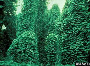 Kudzu | National Invasive Species Information Center