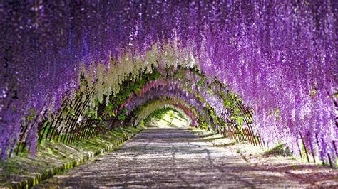 Tunnel of blooms - Bing WallPaper