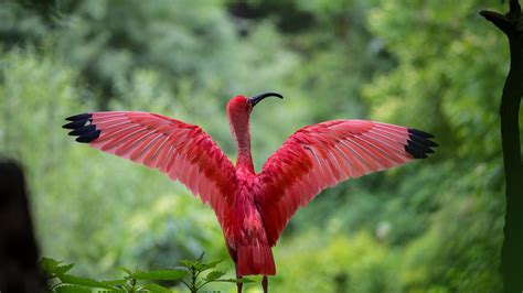 Red Heron spreading its wings [3840 x 2160] | Pássaros coloridos ...