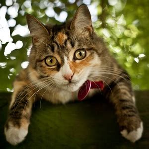 Best Flea Collars for Cats | Pet Comments