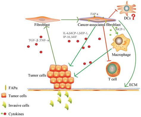 Fibroblast activation protein α in tumor microenvironment: Recent progression and implications ...