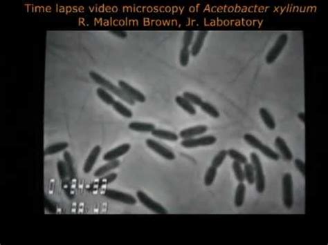 Cellulose Biosynthesis in Acetobacter xylinum - YouTube